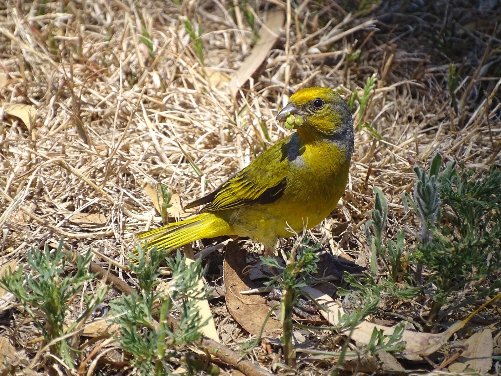 Cape Canary (Serinus canicollis)