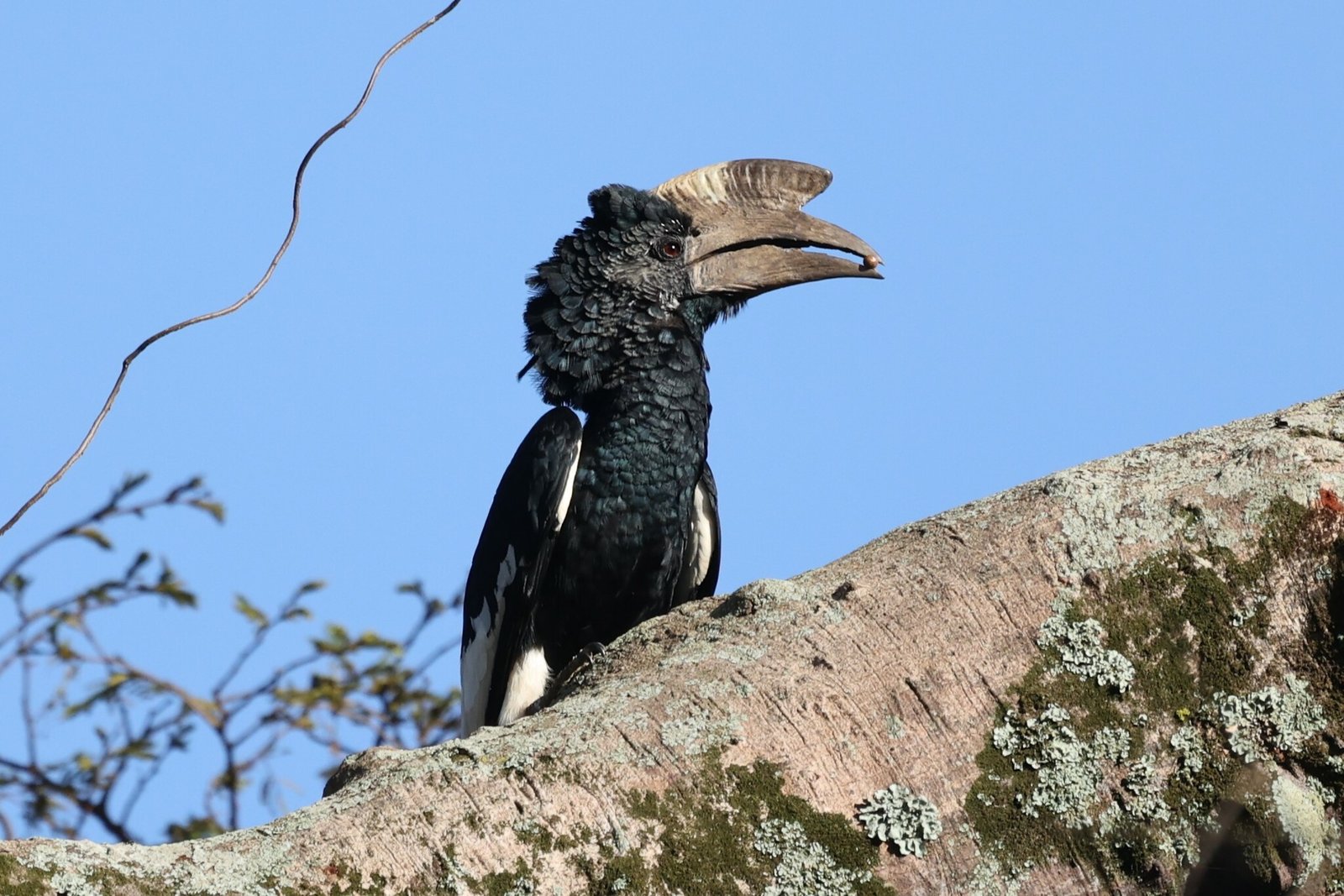 Black-and-White-Casqued Hornbill (Bycanistes subcylindricus)