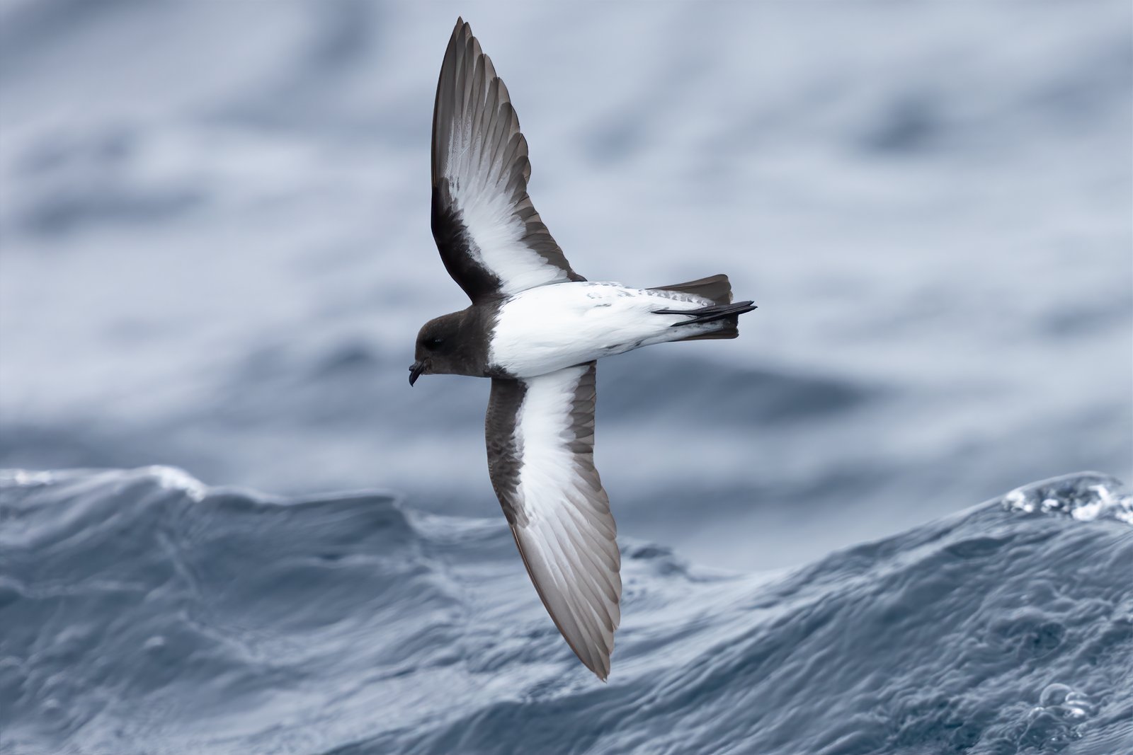 Grey-Backed Storm Petrel (Garrodia nereis)