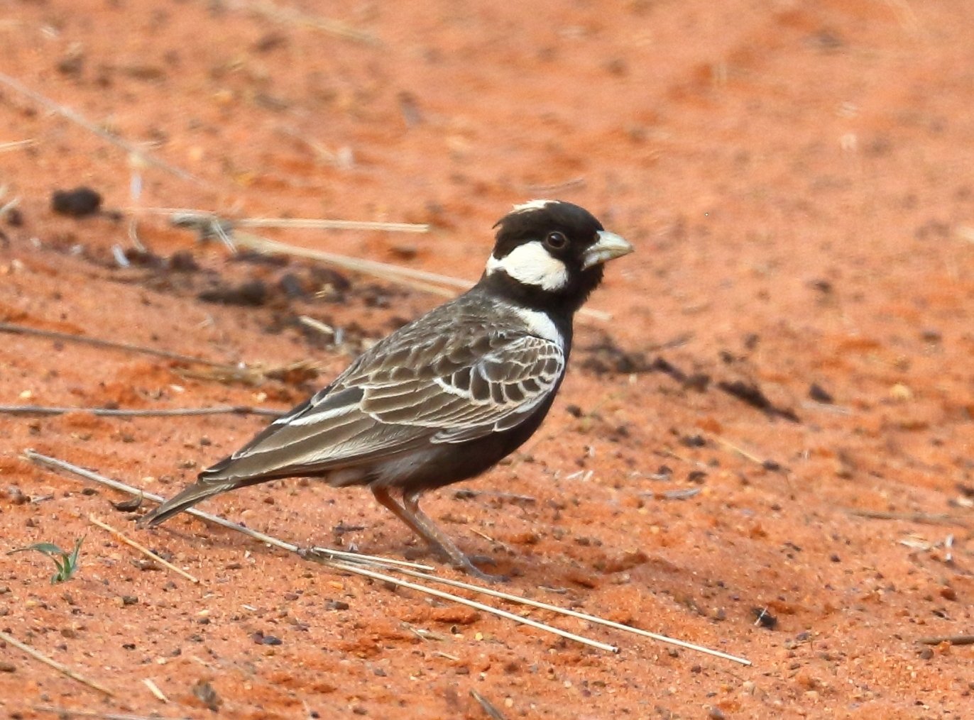 Grey-Backed Sparrow-Lark (Eremopterix verticalis)