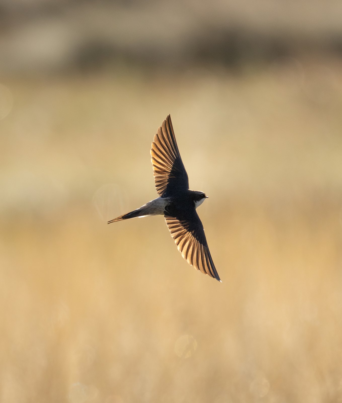 Grey-Rumped Swallow (Pseudhirundo griseopyga)