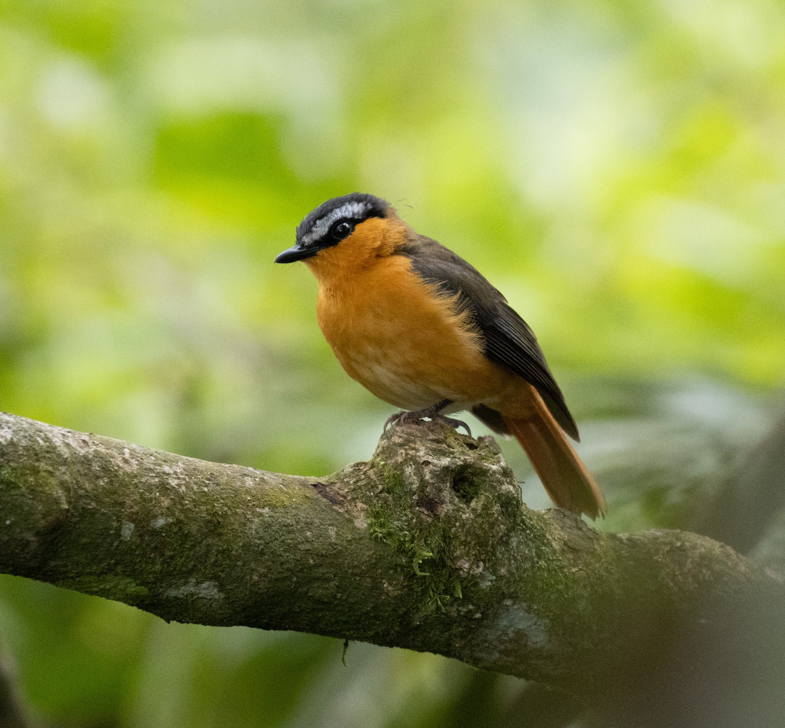 Grey-Winged Robin-Chat (Sheppardia polioptera)