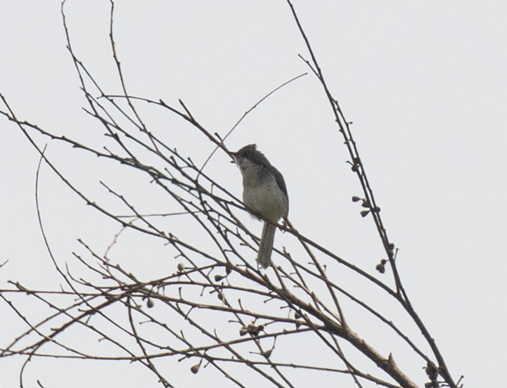 Grey Apalis (Apalis cinerea)