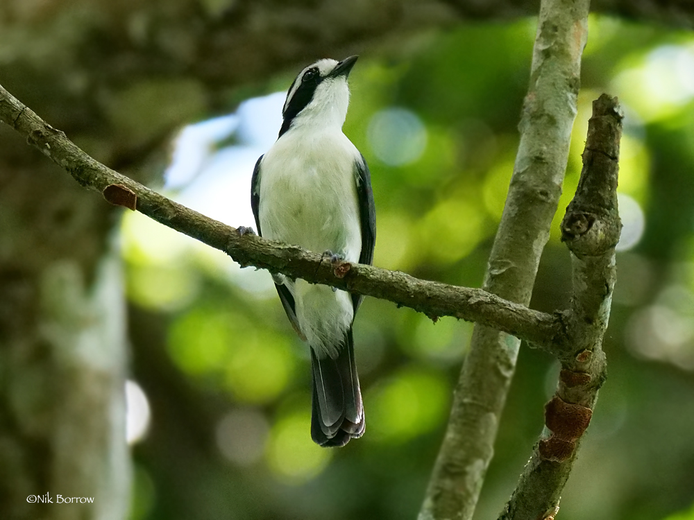 Bocage's Bushshrike (Chlorophoneus bocagei)