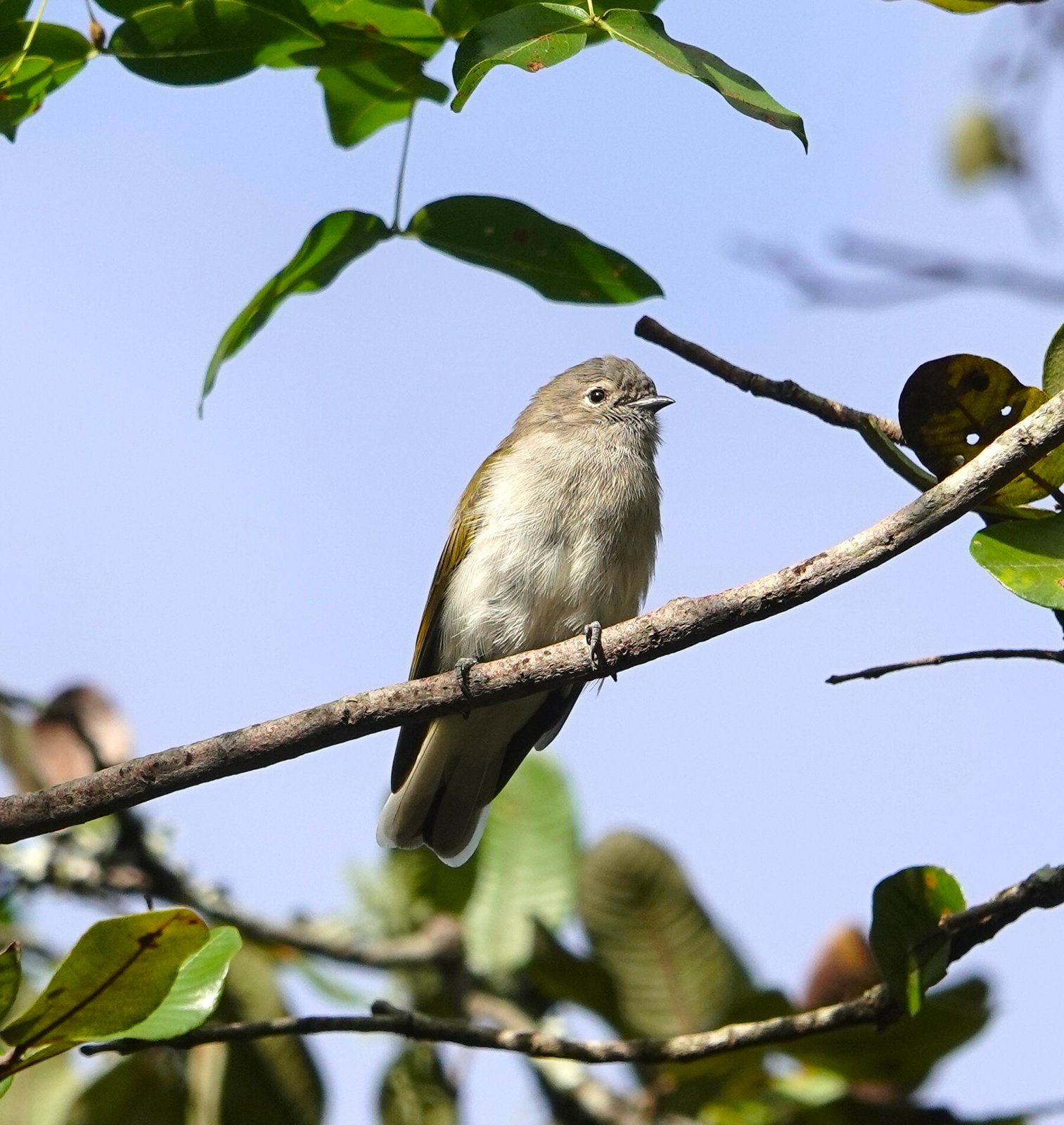 Green-Backed Honeybird (Prodotiscus zambesiae)