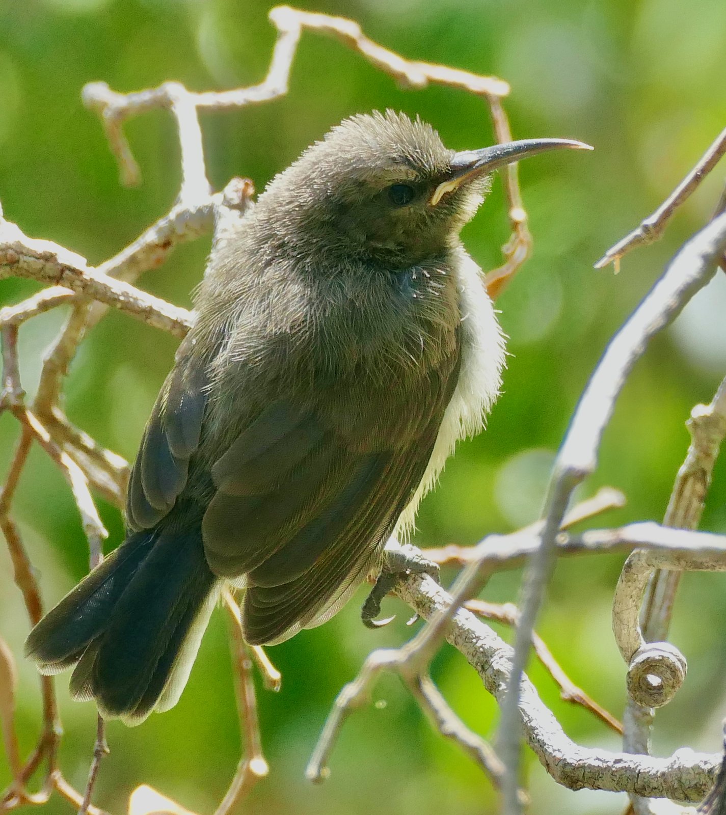 Grey Sunbird (Cyanomitra veroxii)