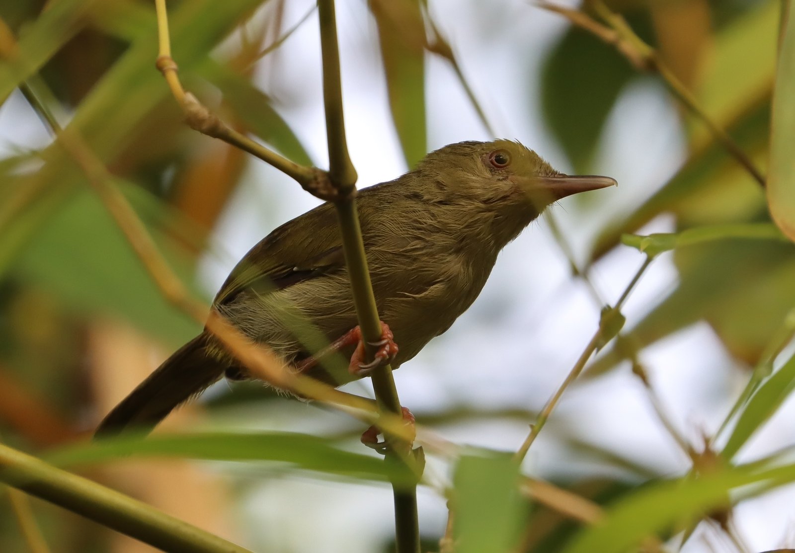 Grey Longbill (Macrosphenus concolor)