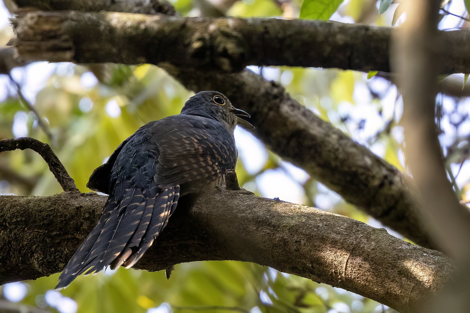 Dusky Long-Tailed Cuckoo (Cercococcyx mechowi)