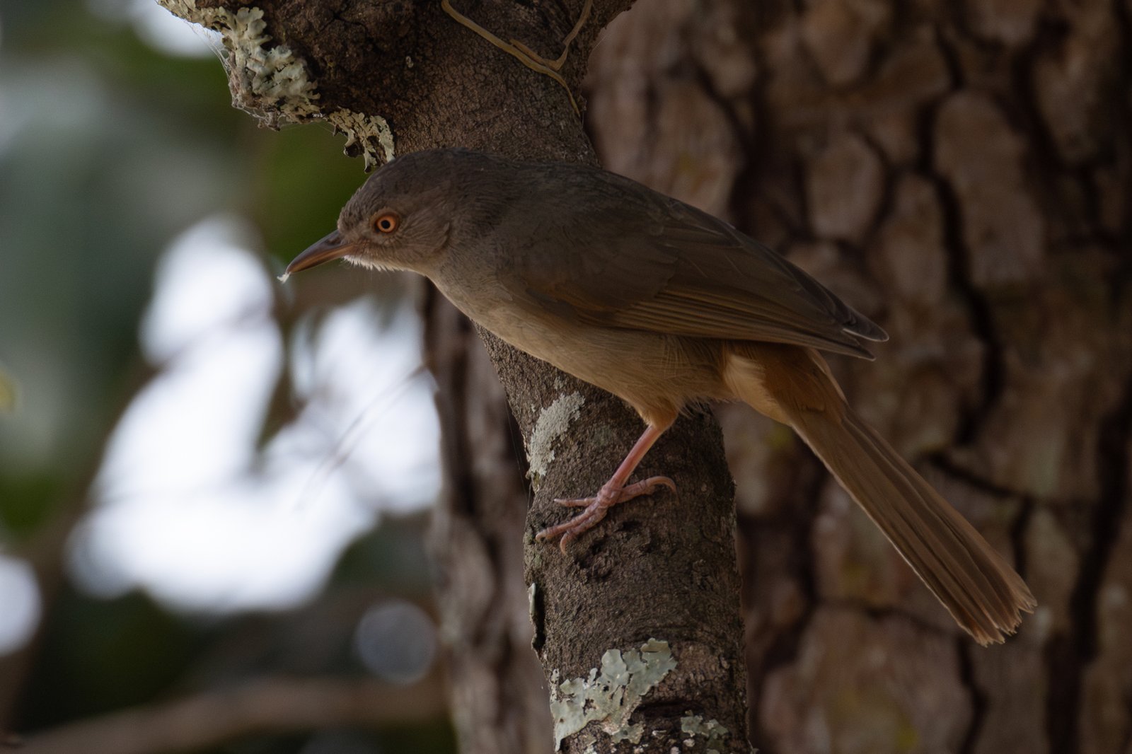 Grey-Olive Greenbul (Phyllastrephus cerviniventris)