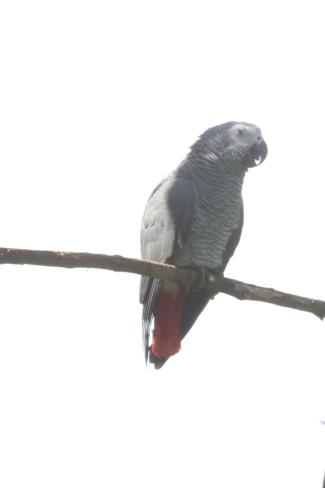 Grey Parrot (Psittacus erithacus)