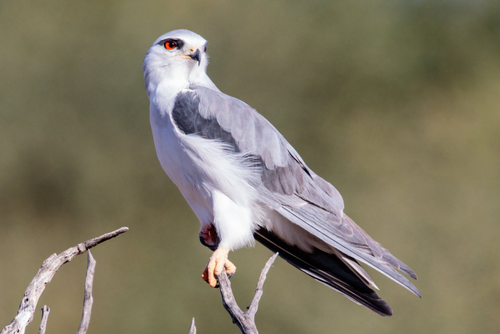 Black-Winged Kite (Elanus caeruleus)