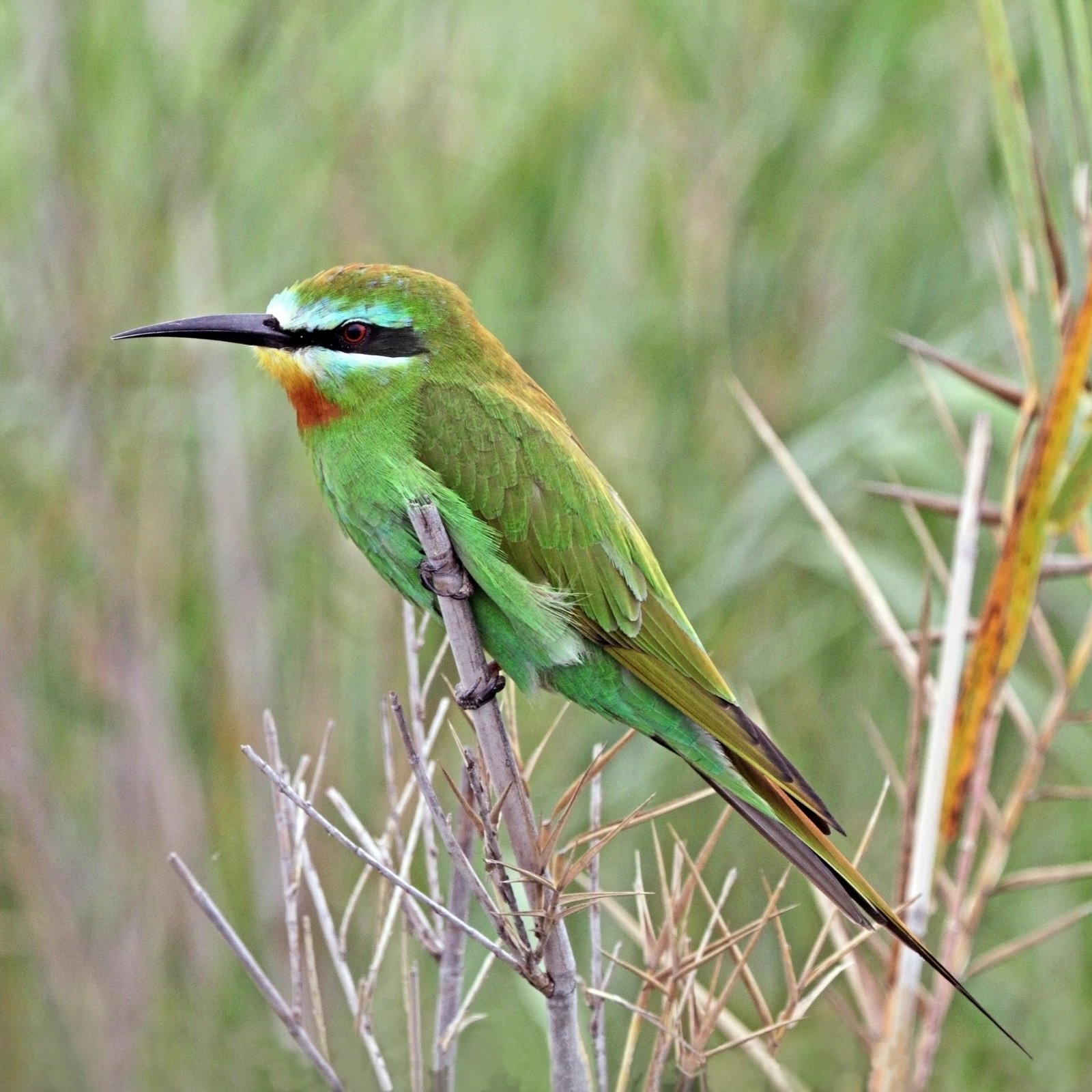 Blue-Cheeked Bee-Eater (Merops persicus)