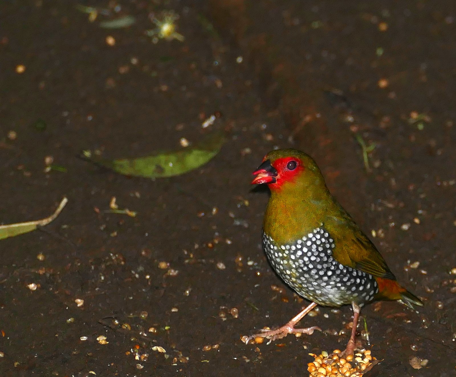 Green Twinspot (Mandingoa nitidula)