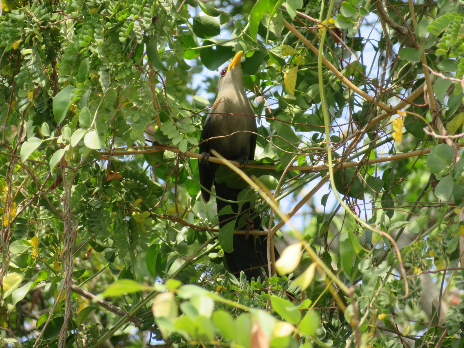 Green Malkoha (Ceuthmochares australis)