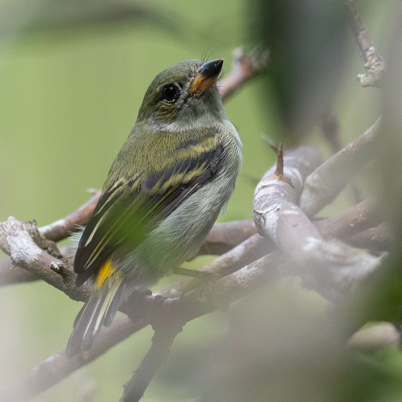 Green Tinkerbird (Pogoniulus simplex)