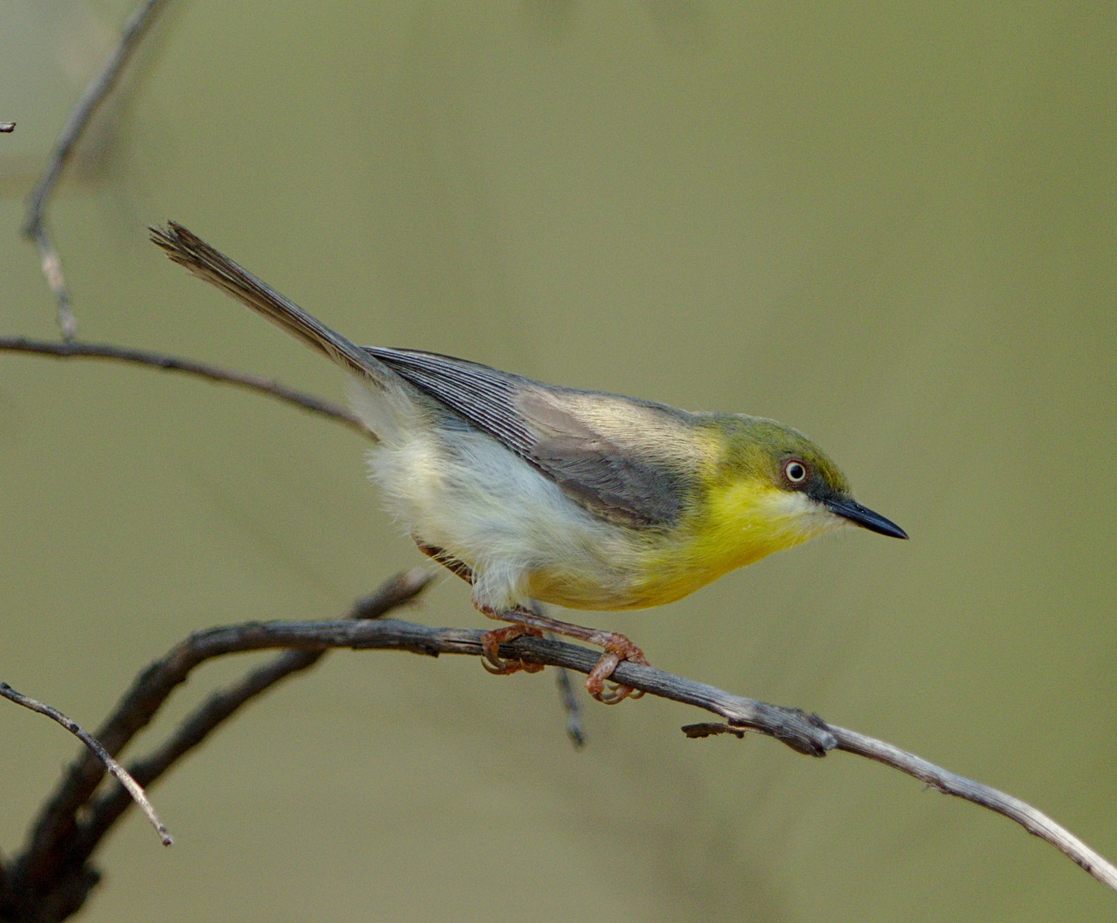 Green-Capped Eremomela (Eremomela scotops)