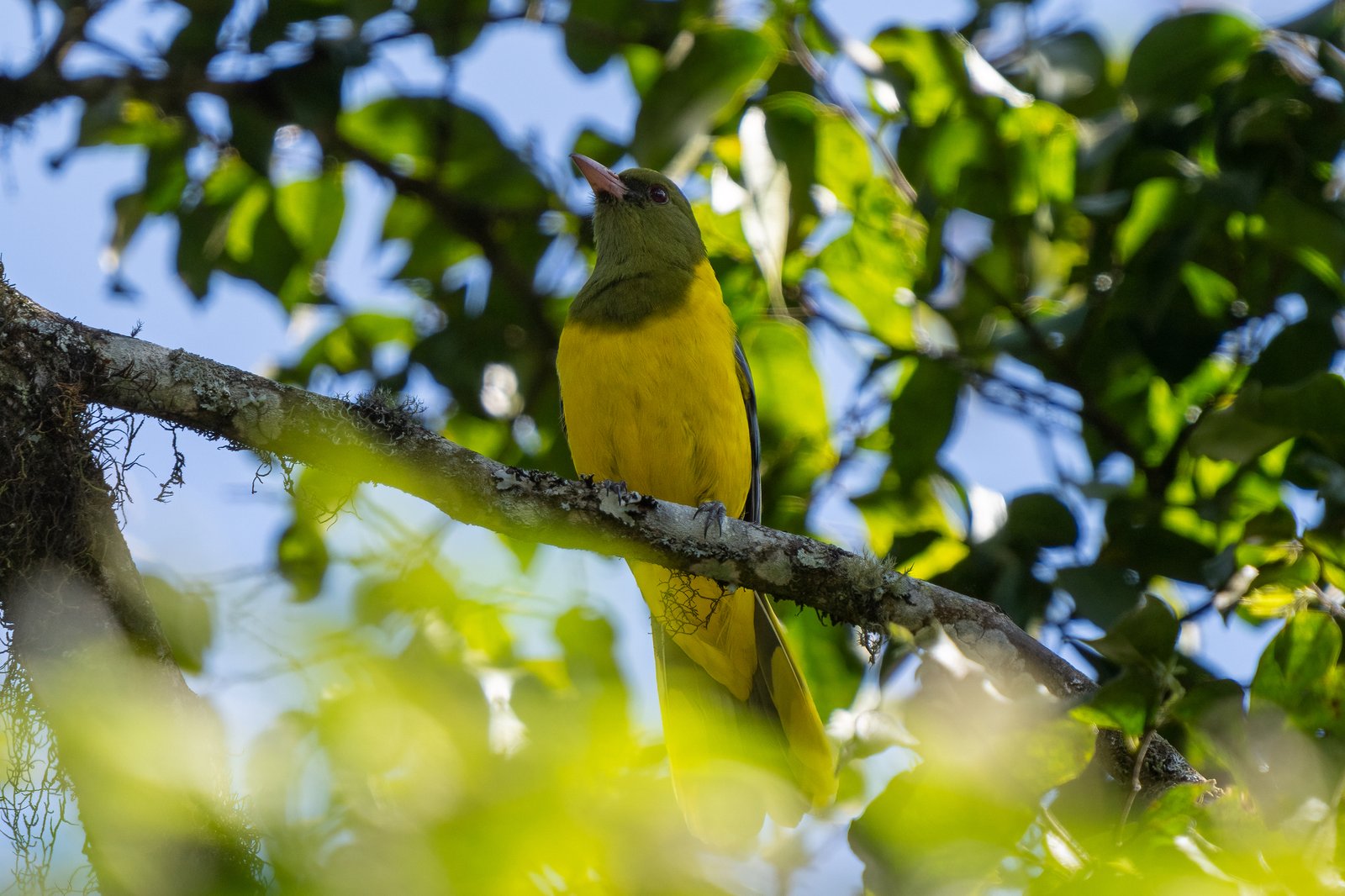 Green-Headed Oriole (Oriolus chlorocephalus)