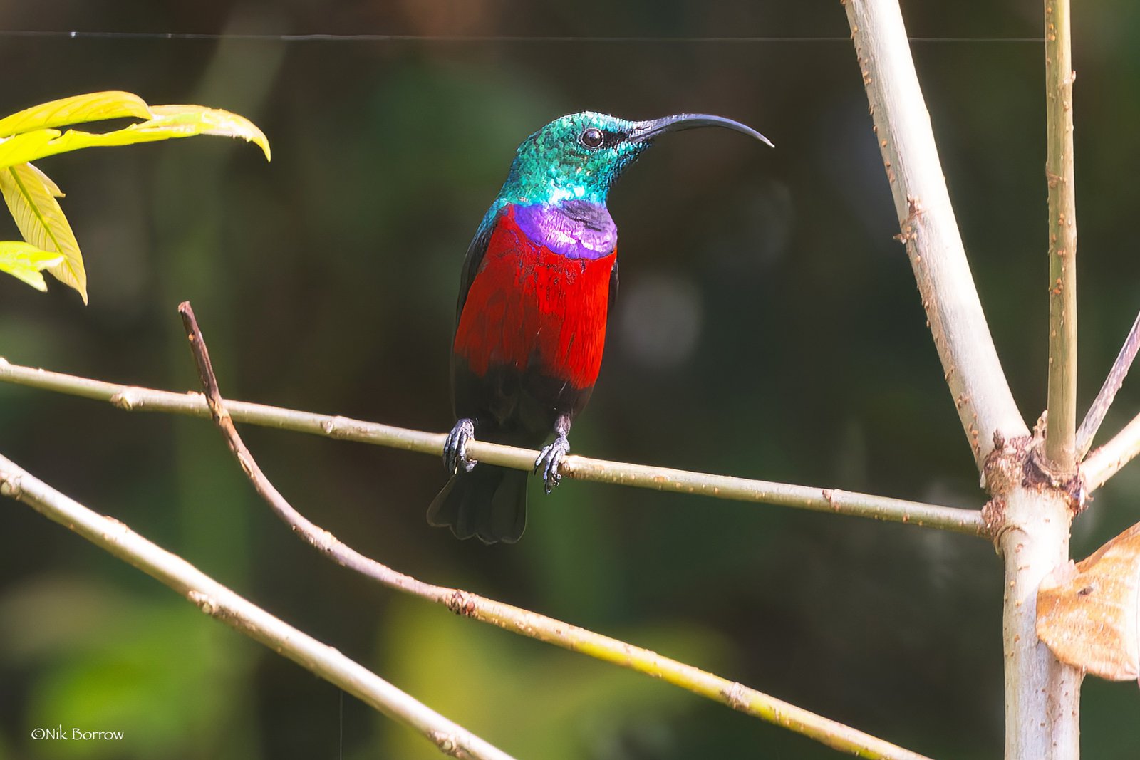 Johanna's Sunbird (Cinnyris johannae)