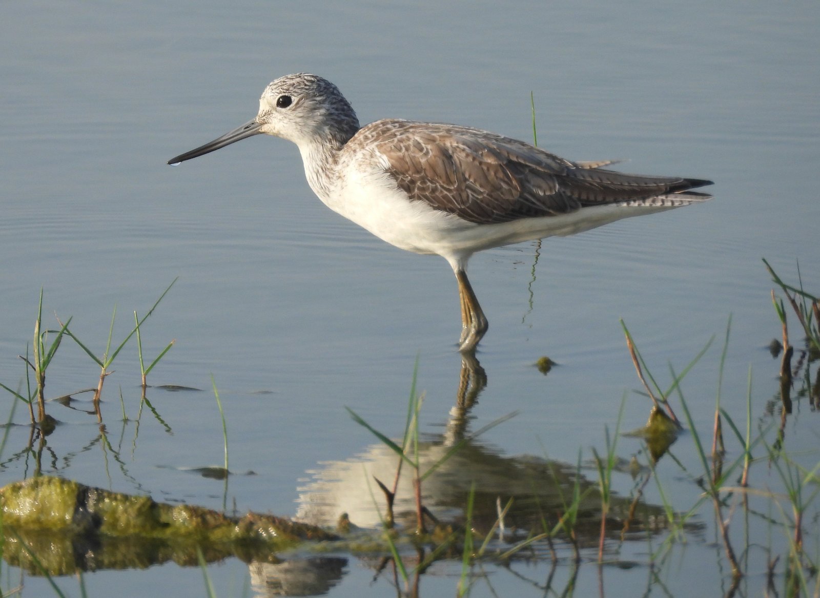 Common Greenshank (Tringa nebularia)