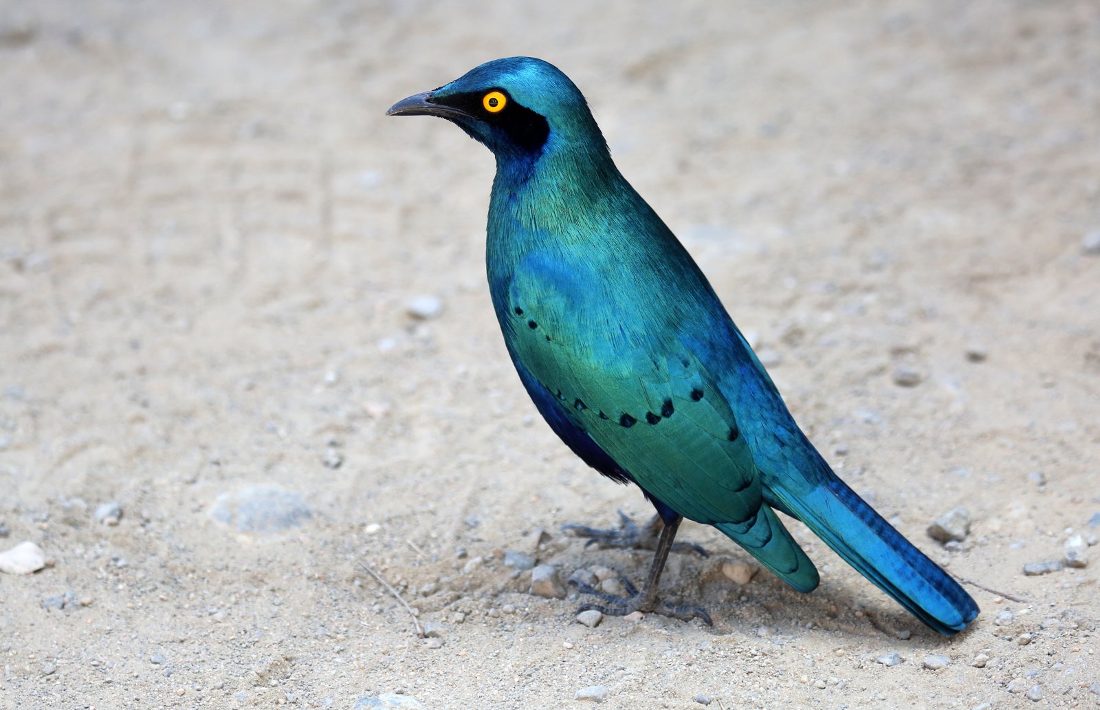 Greater Blue-Eared Starling (Lamprotornis chalybaeus)