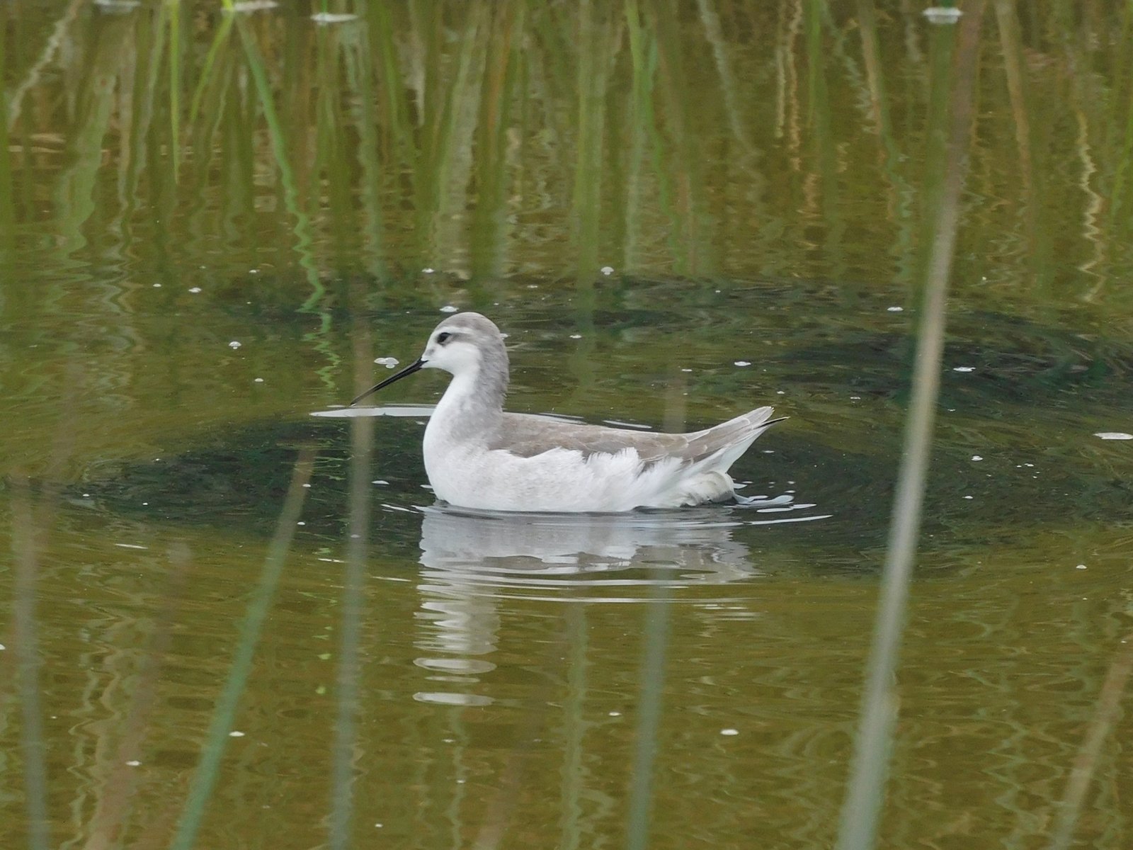 Wilson's Phalarope (Phalaropus tricolor)