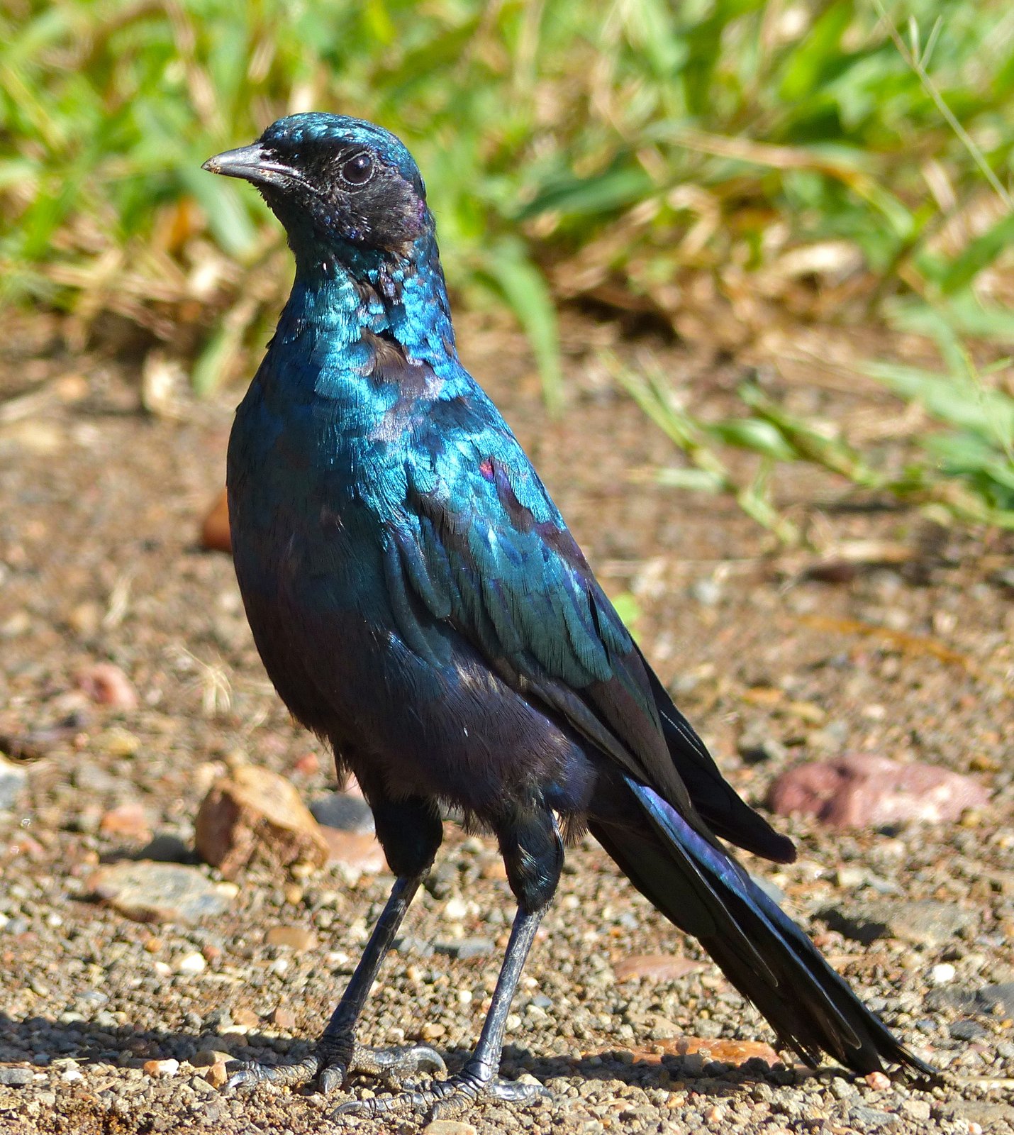 Burchell's Starling (Lamprotornis australis)