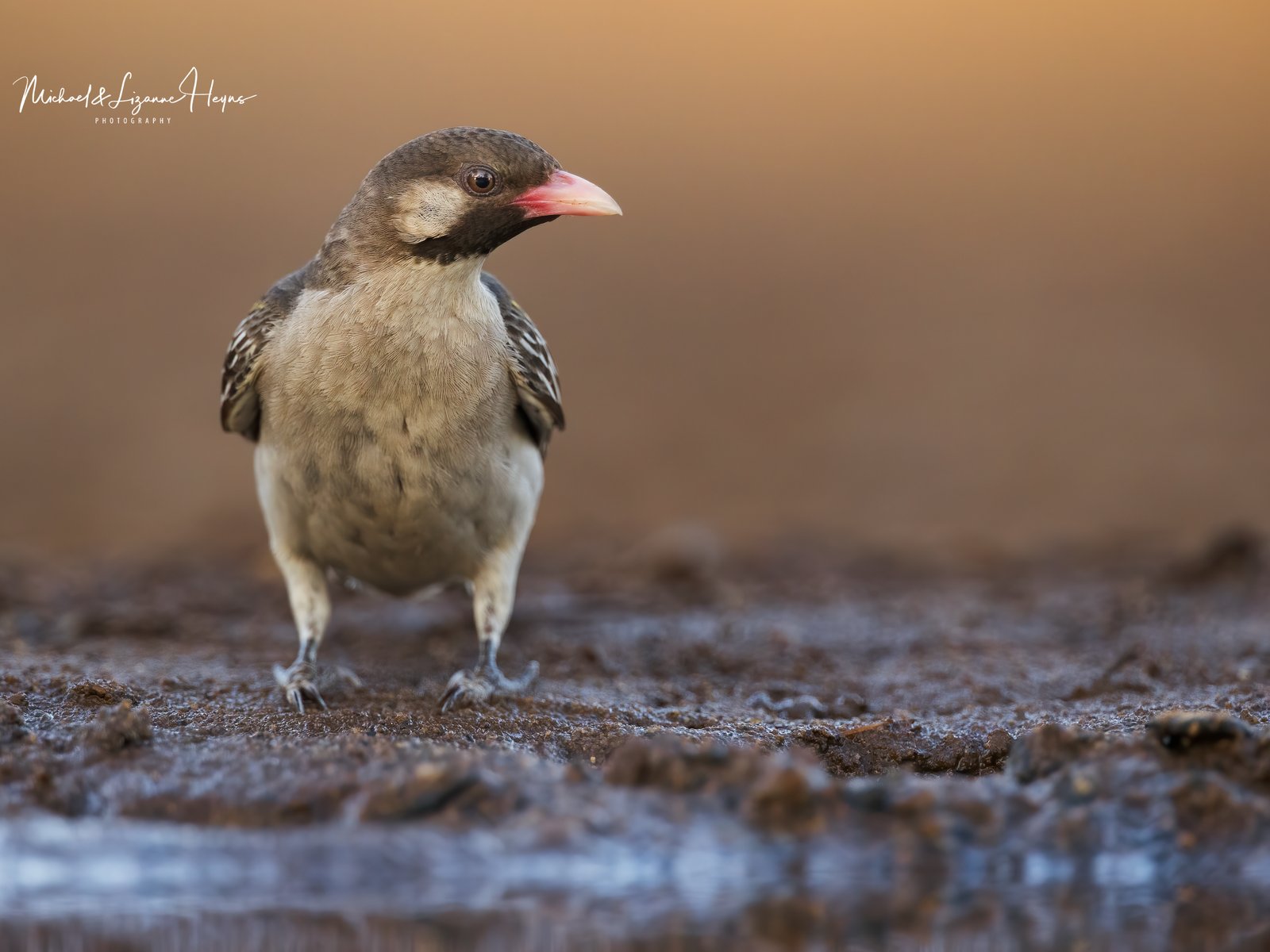 Greater Honeyguide (Indicator indicator)