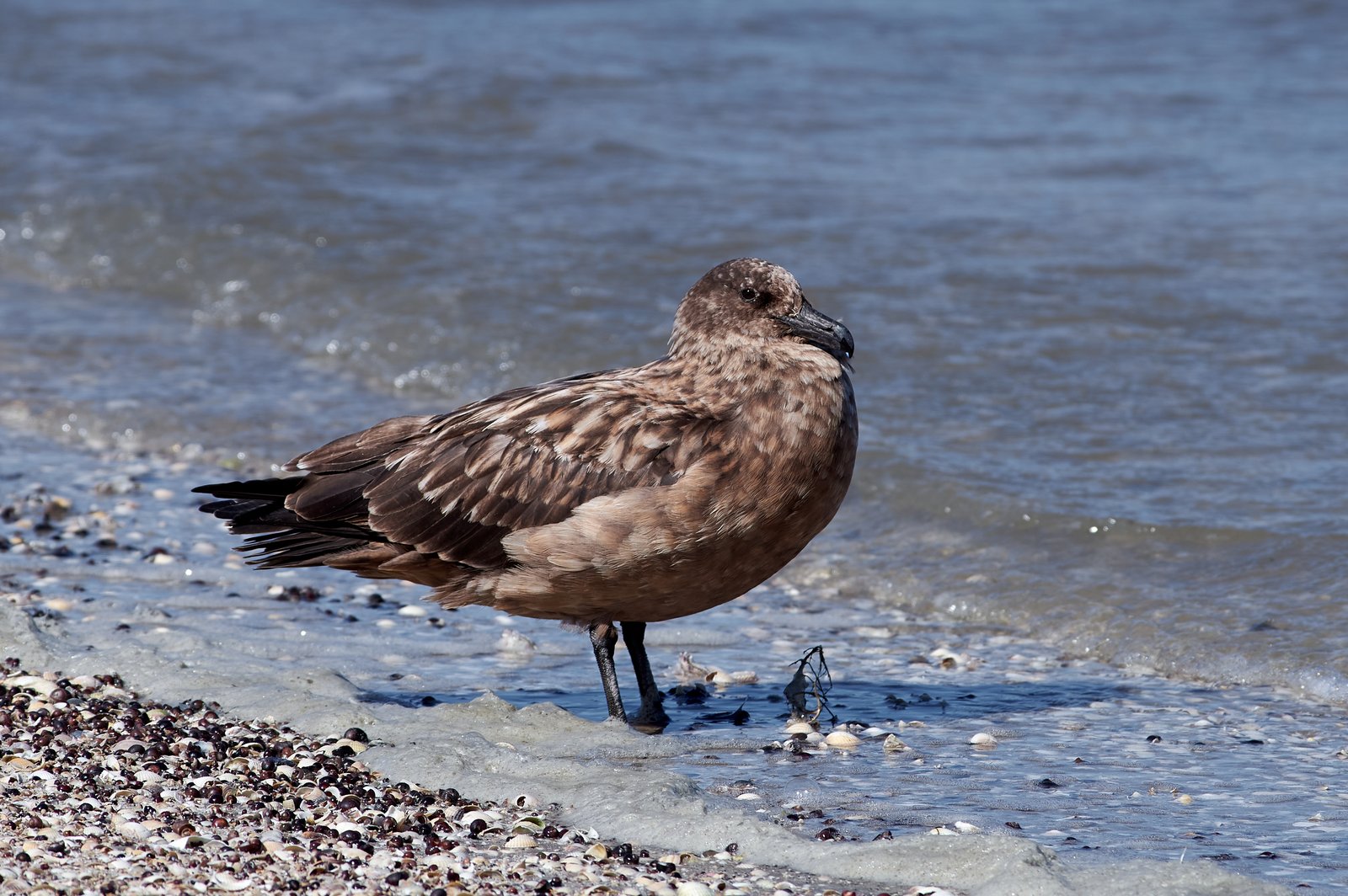 Great Skua (Stercorarius skua)