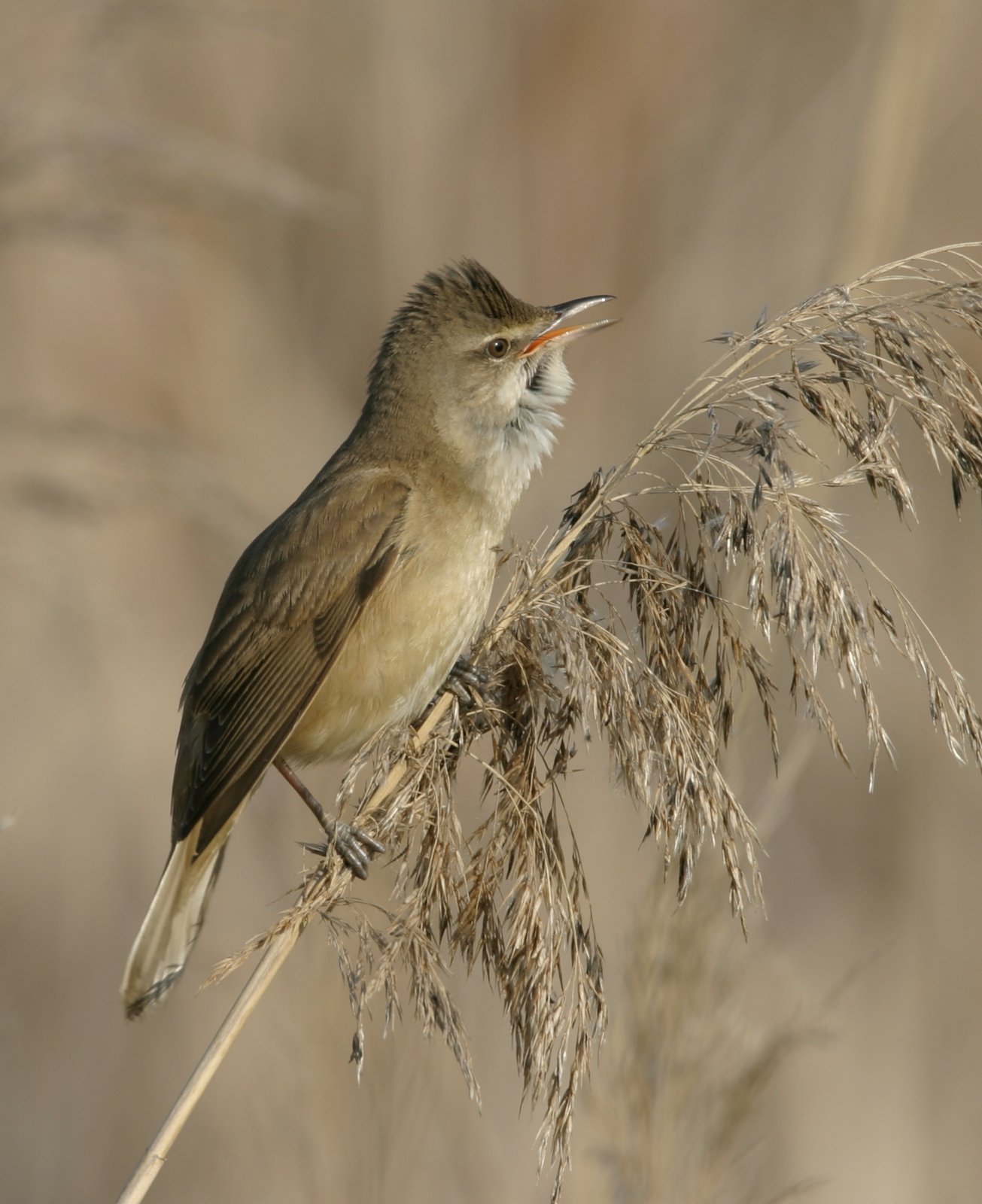 Great Reed Warbler (Acrocephalus arundinaceus)