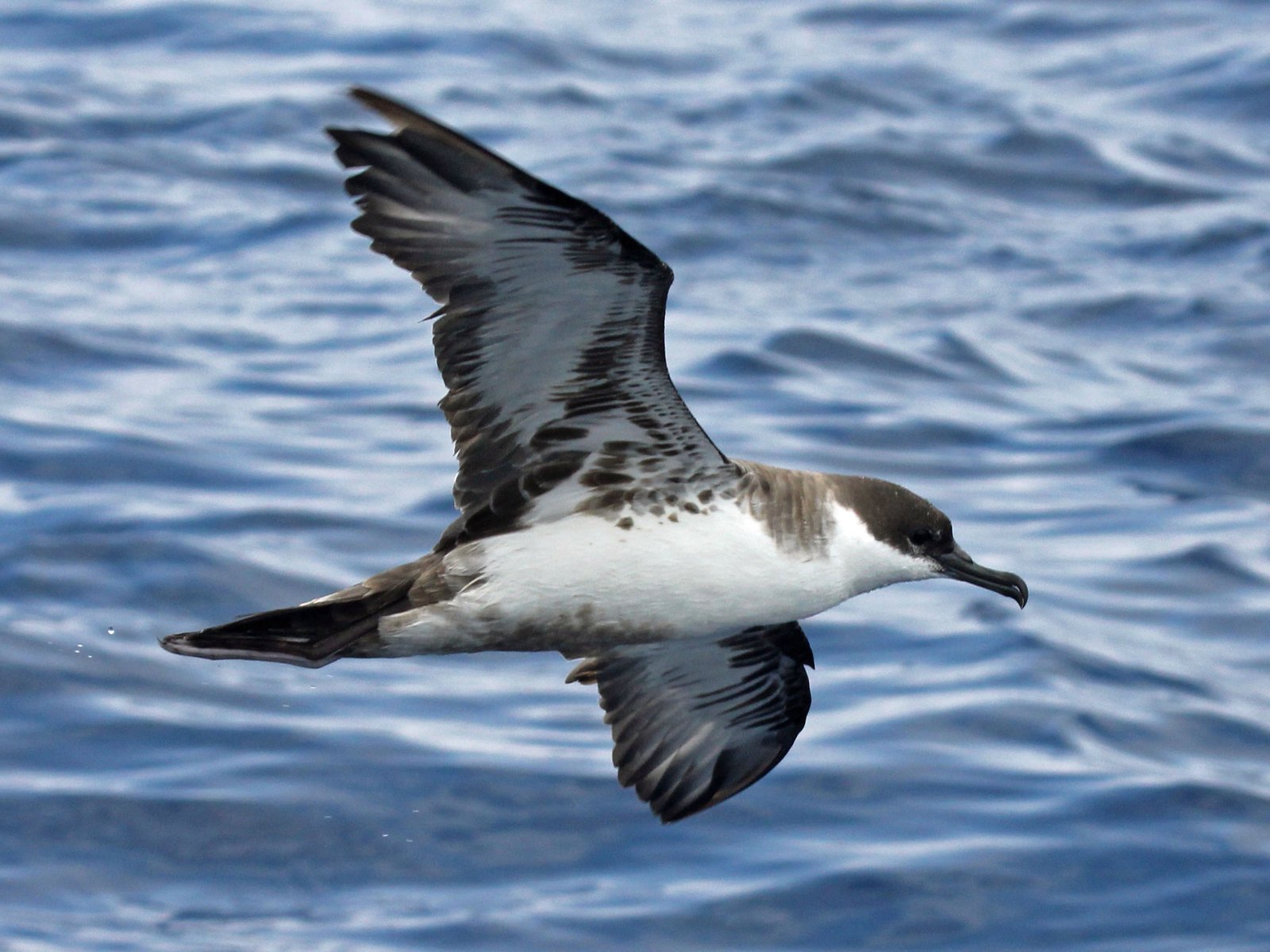 Great Shearwater (Ardenna gravis)