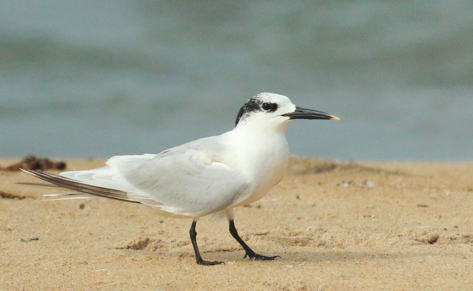Sandwich Tern (Thalasseus sandvicensis)