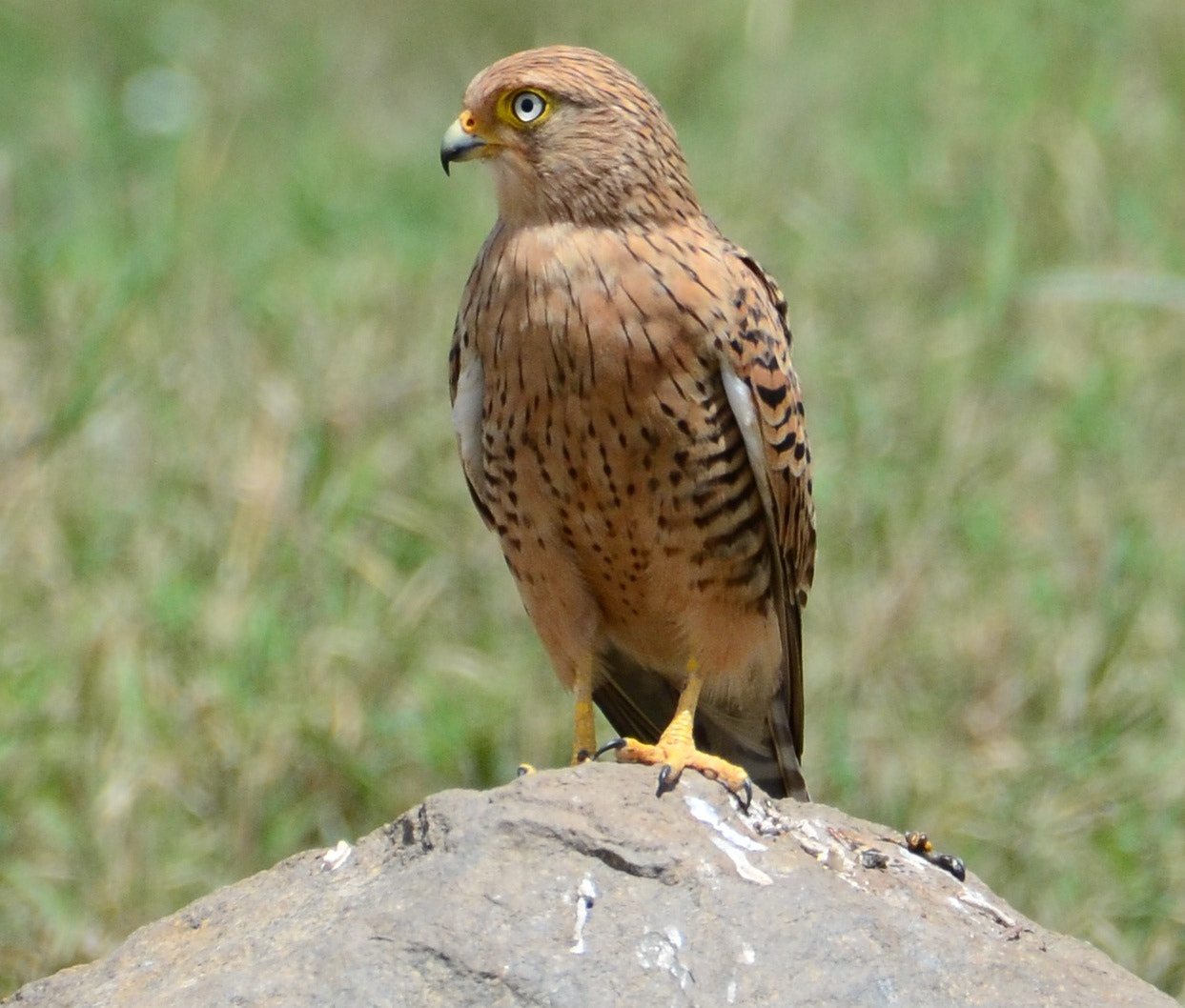 Greater Kestrel (Falco rupicoloides)