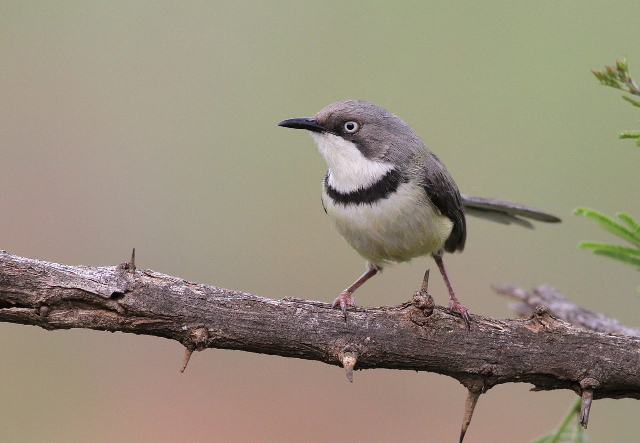 Bar-Throated Apalis (Apalis thoracica)