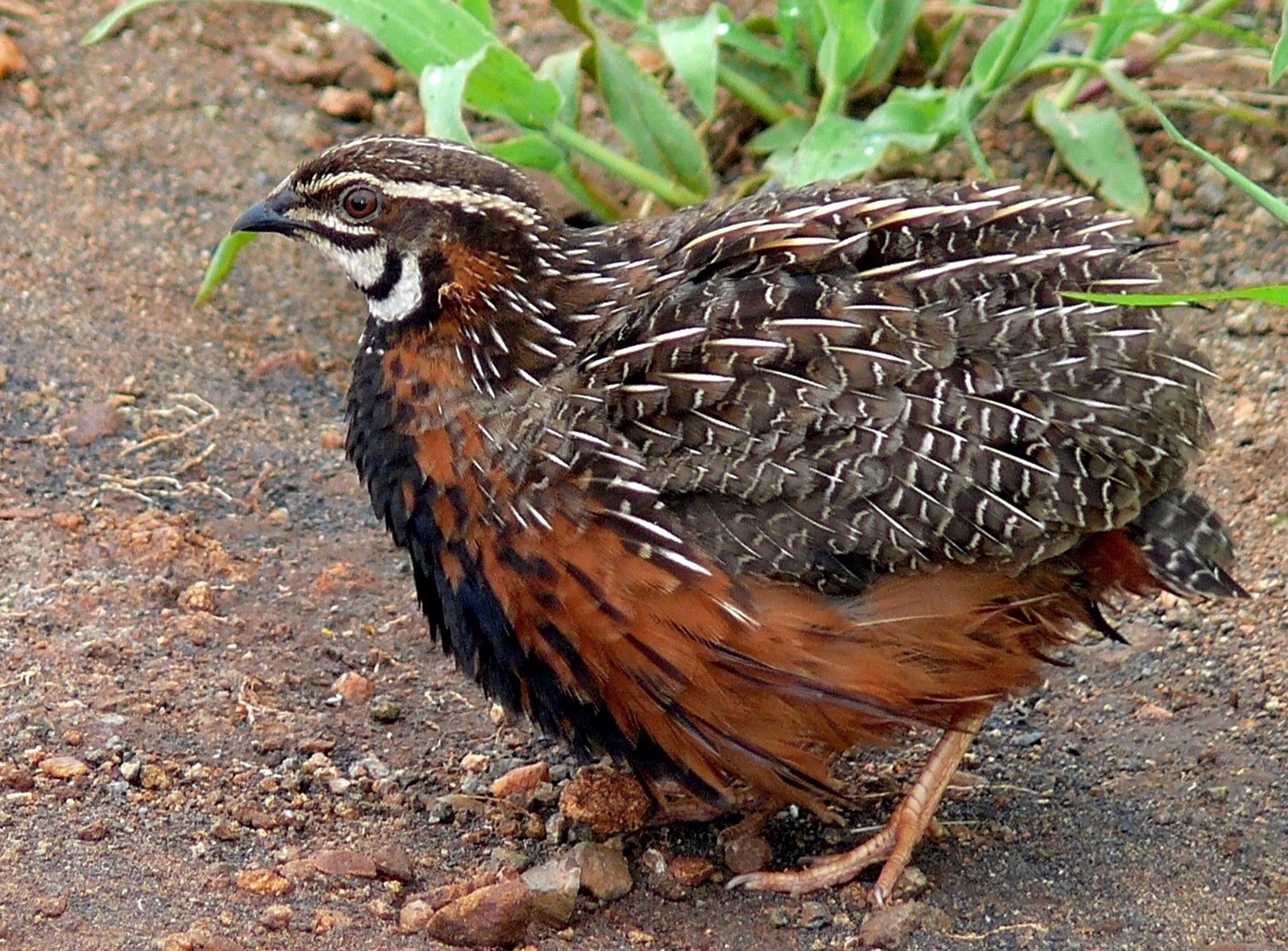 Harlequin Quail (Coturnix delegorguei)