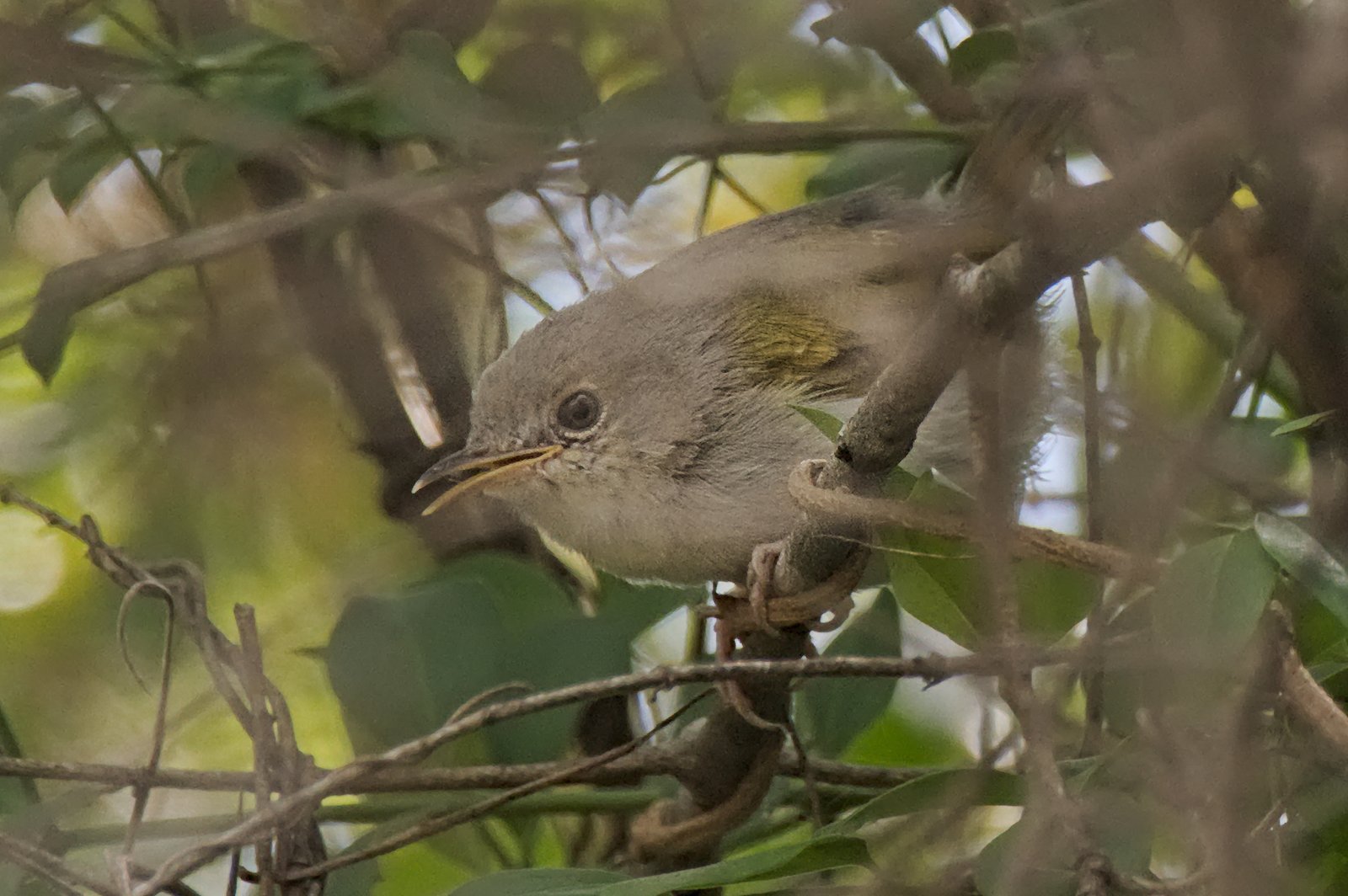 Hartert's Camaroptera (Camaroptera harterti)