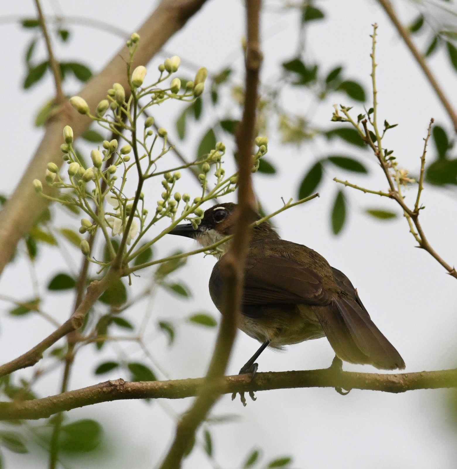 Simple Greenbul (Chlorocichla simplex)