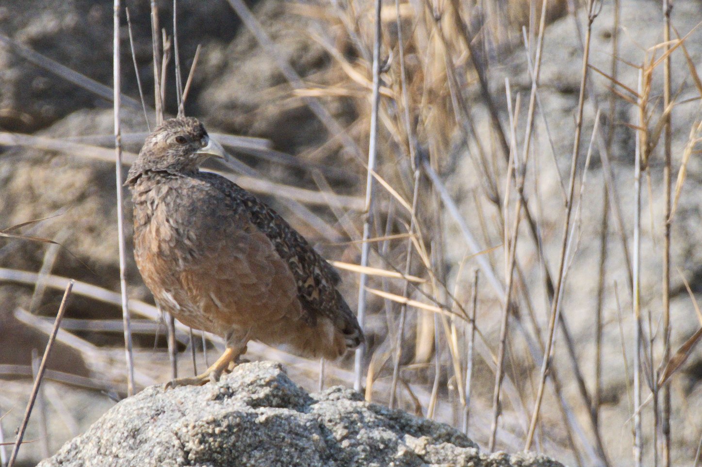 Hartlaub's Spurfowl (Pternistis hartlaubi)