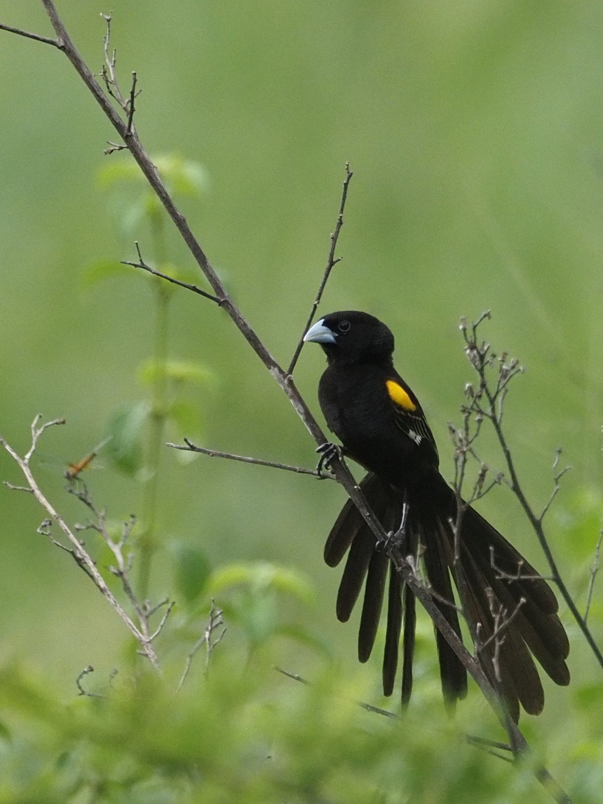 Marsh Widowbird (Euplectes hartlaubi)