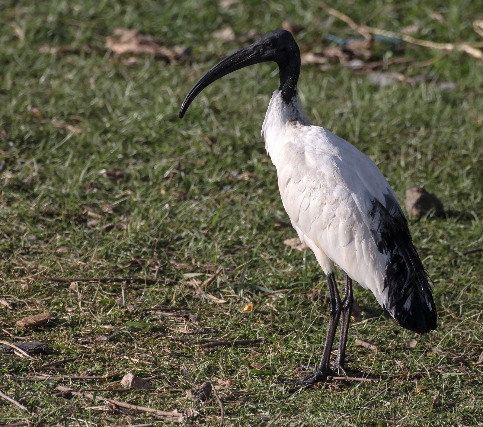 African Sacred Ibis (Threskiornis aethiopicus)