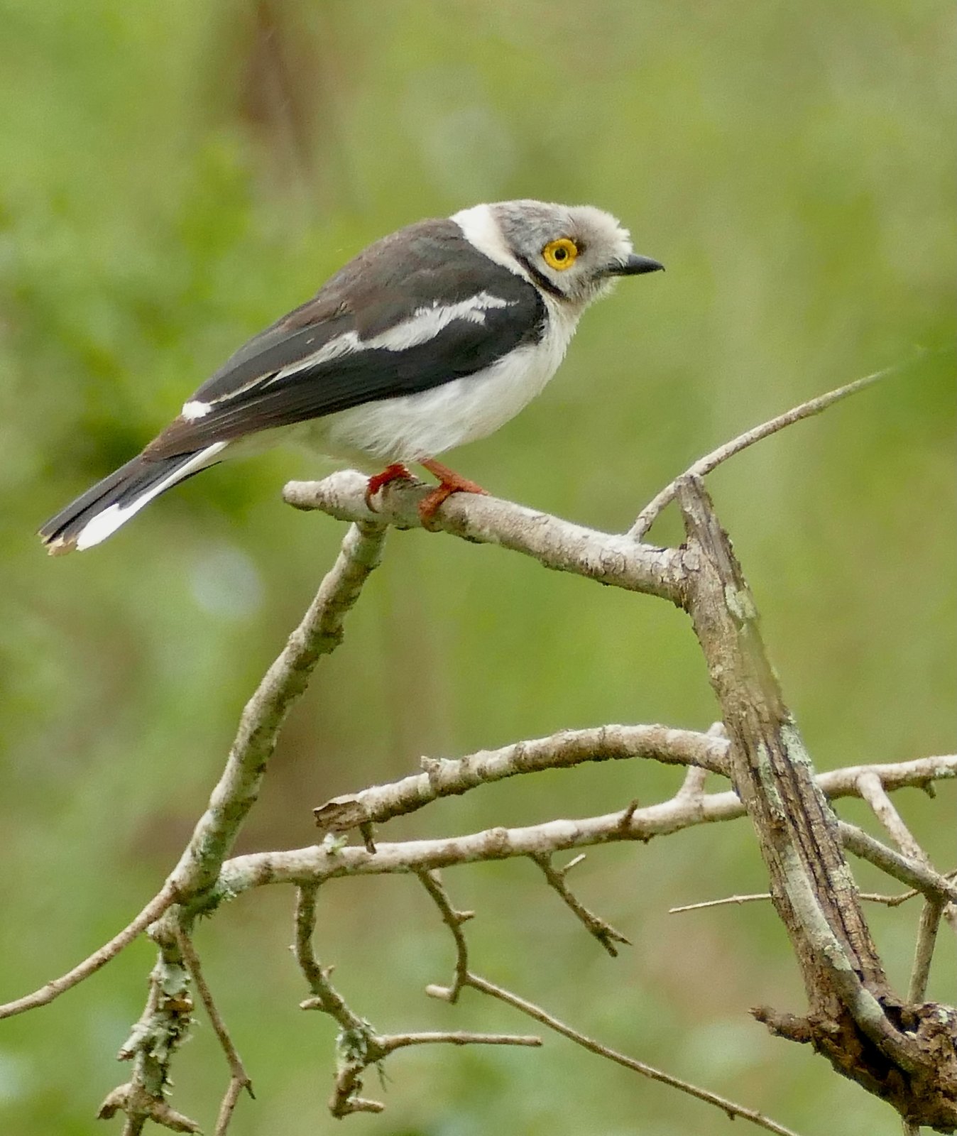 White-Crested Helmetshrike (Prionops plumatus)