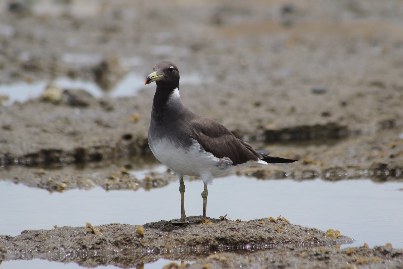 Sooty Gull (Ichthyaetus hemprichii)