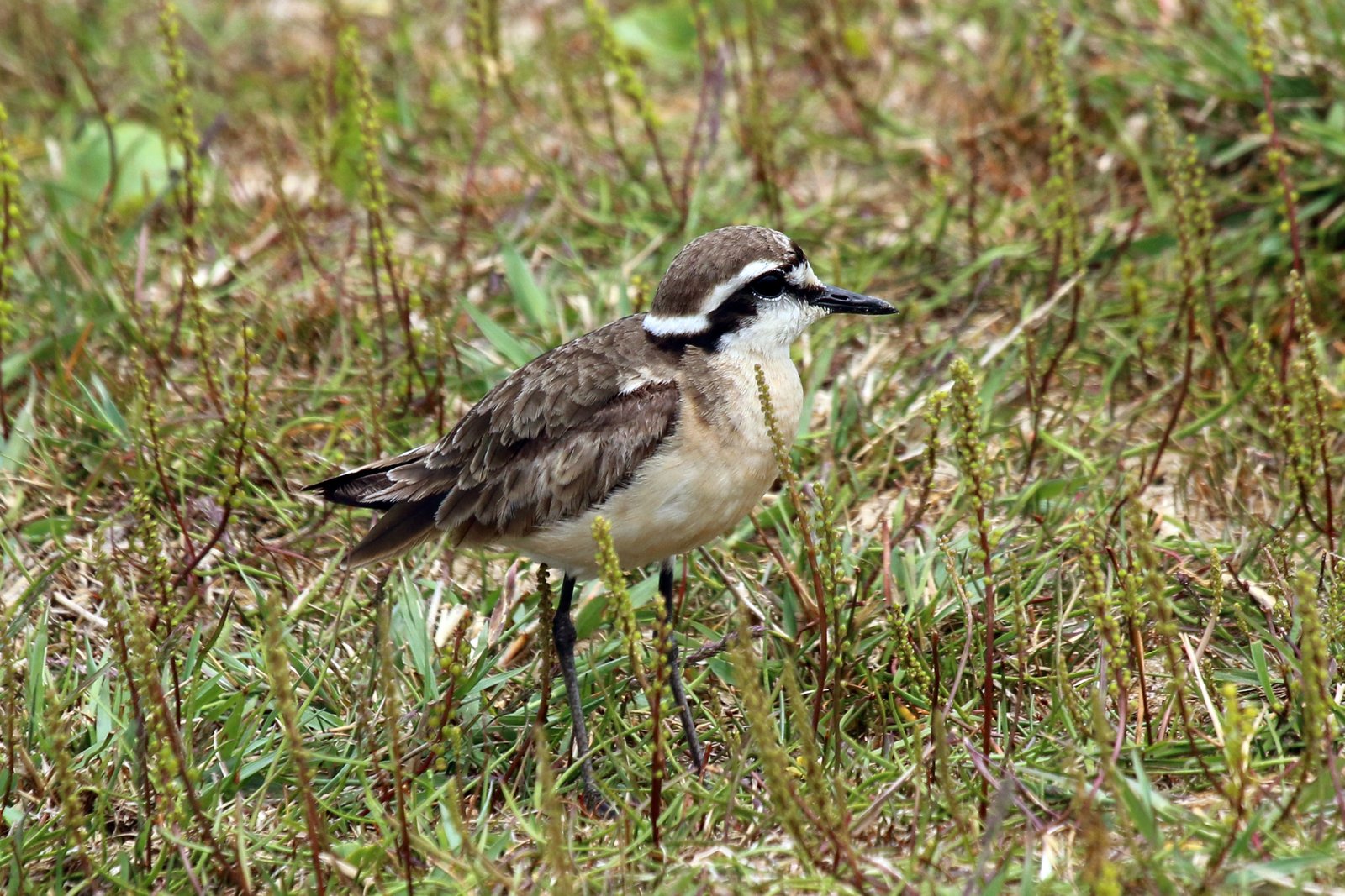 Kittlitz's Plover (Anarhynchus pecuarius)