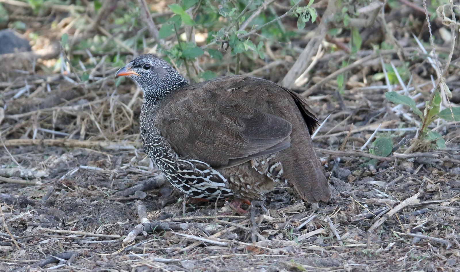 Hildebrandt's Spurfowl (Pternistis hildebrandti)