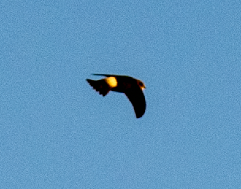 Horus Swift (Apus horus)