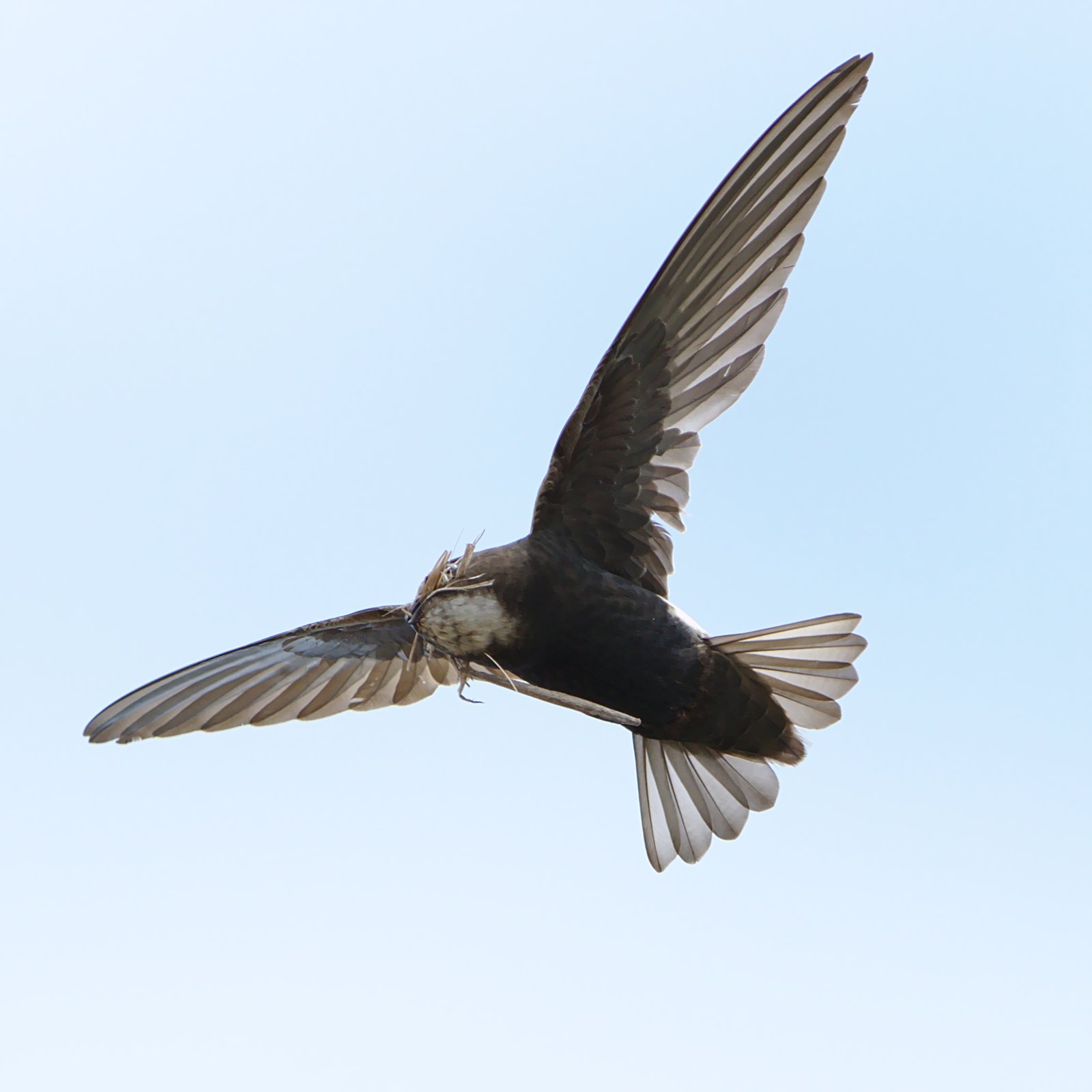 Little Swift (Apus affinis)