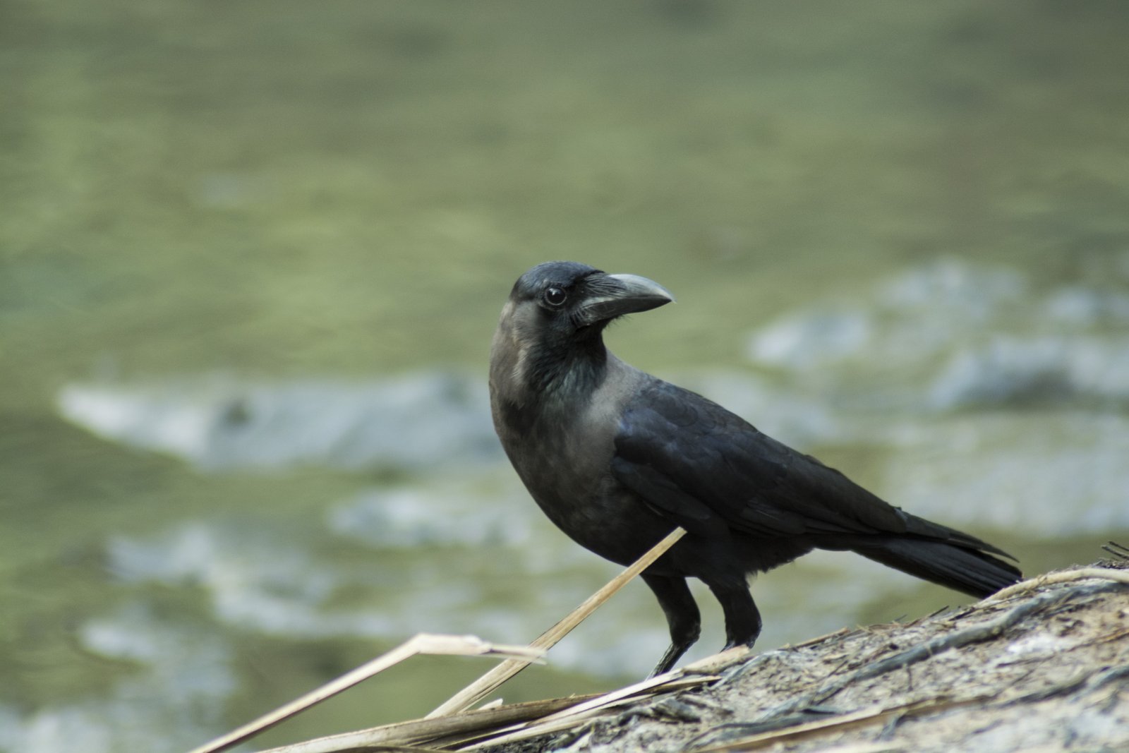 House Crow (Corvus splendens)