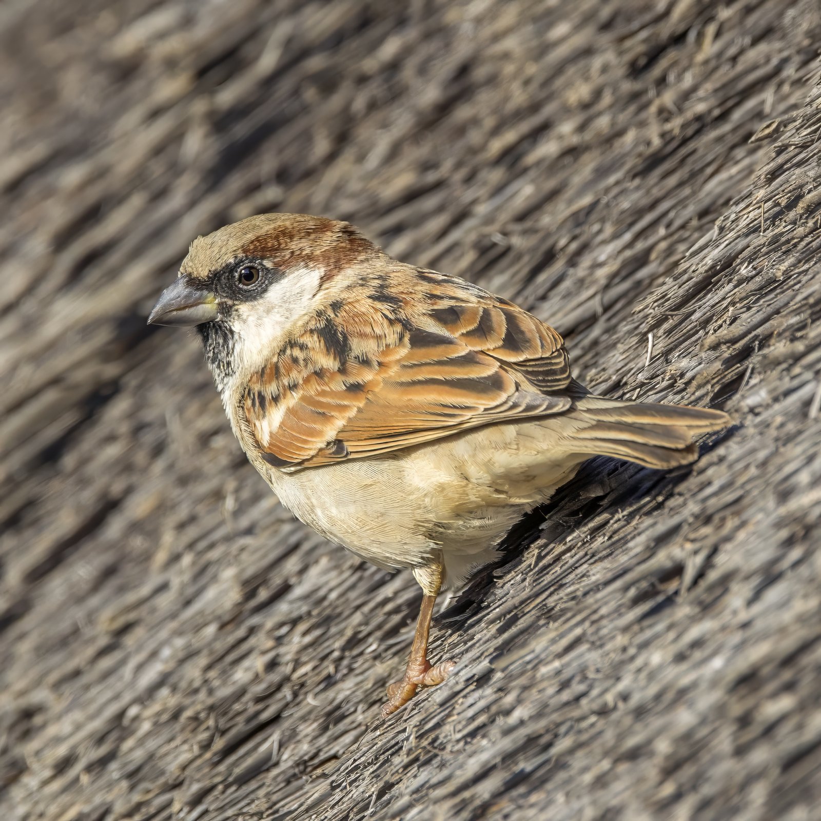 House Sparrow (Passer domesticus)