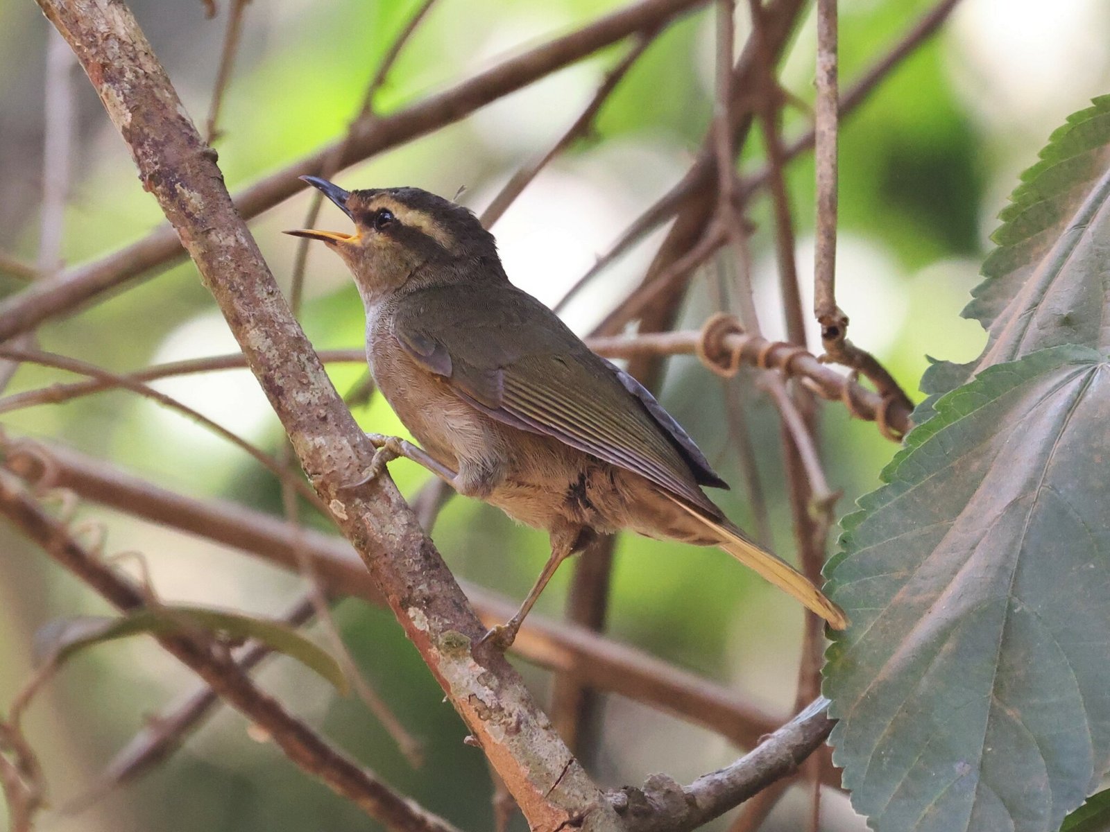 Green Hylia (Hylia prasina)