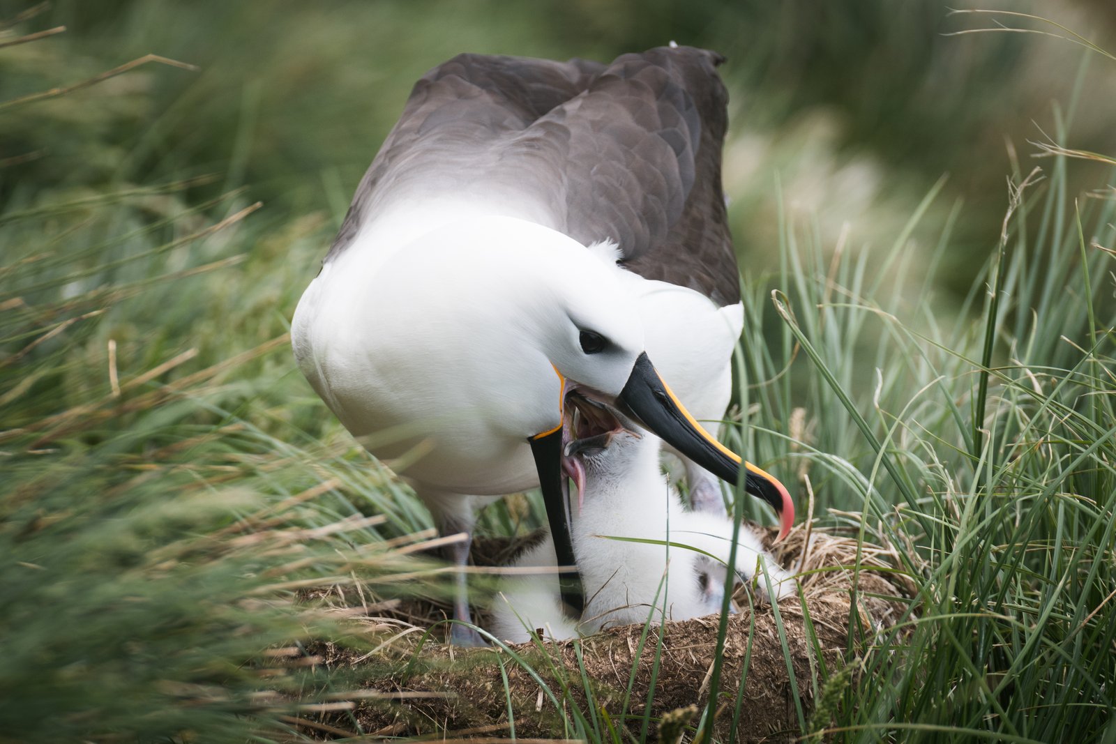 Indian Yellow-Nosed Albatross (Thalassarche carteri)