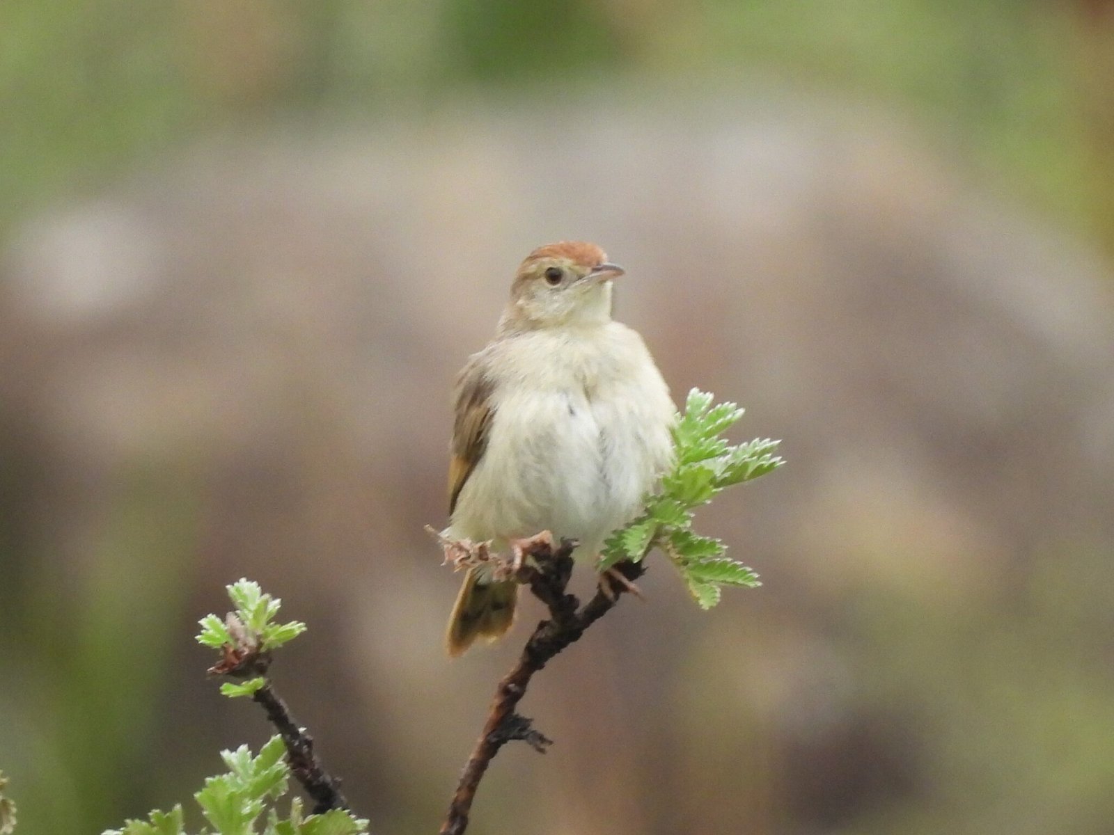 Wailing Cisticola (Cisticola lais)